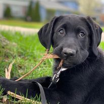 black pup